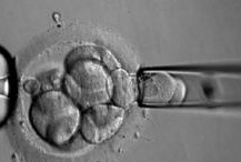 试管婴儿移植后4aa囊胚发育的孩子长大后的情况如何？